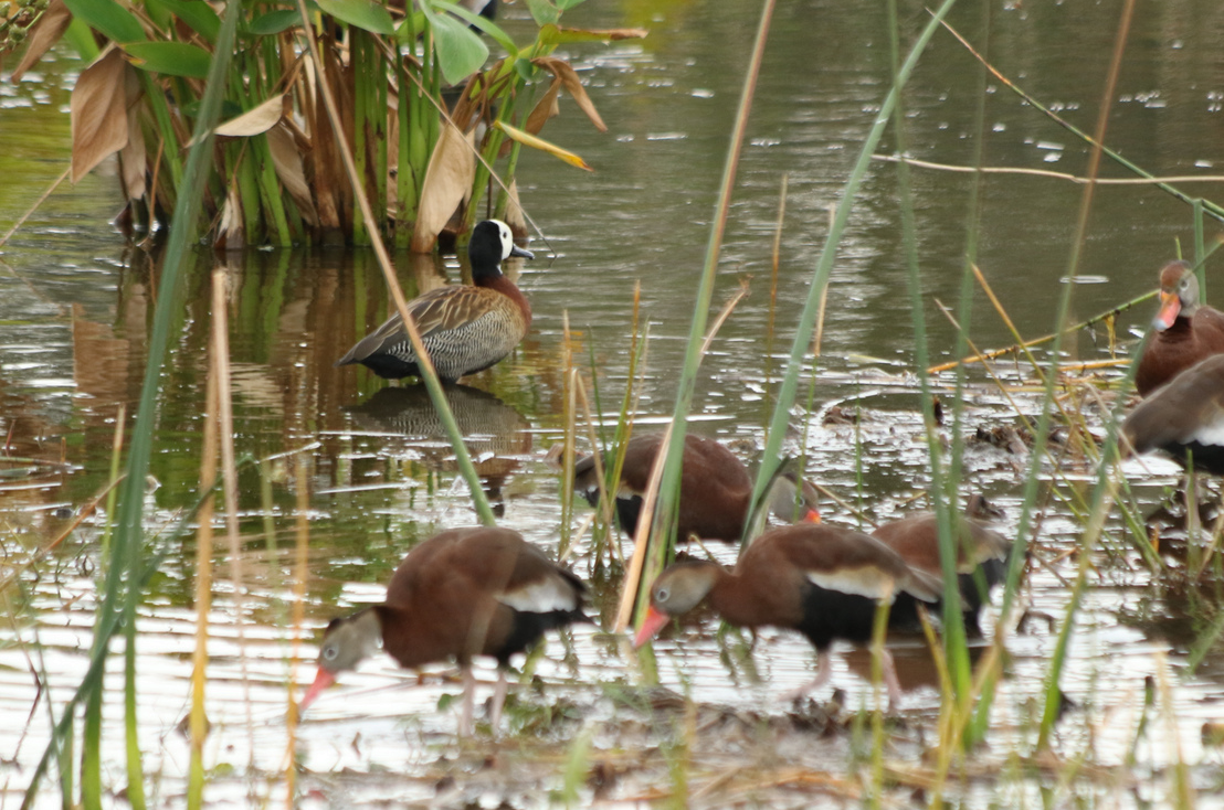 White-faced Whistling-Duck - ML247974151