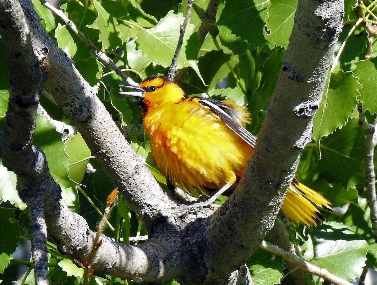 Bullock's Oriole - Sharon Dewart-Hansen