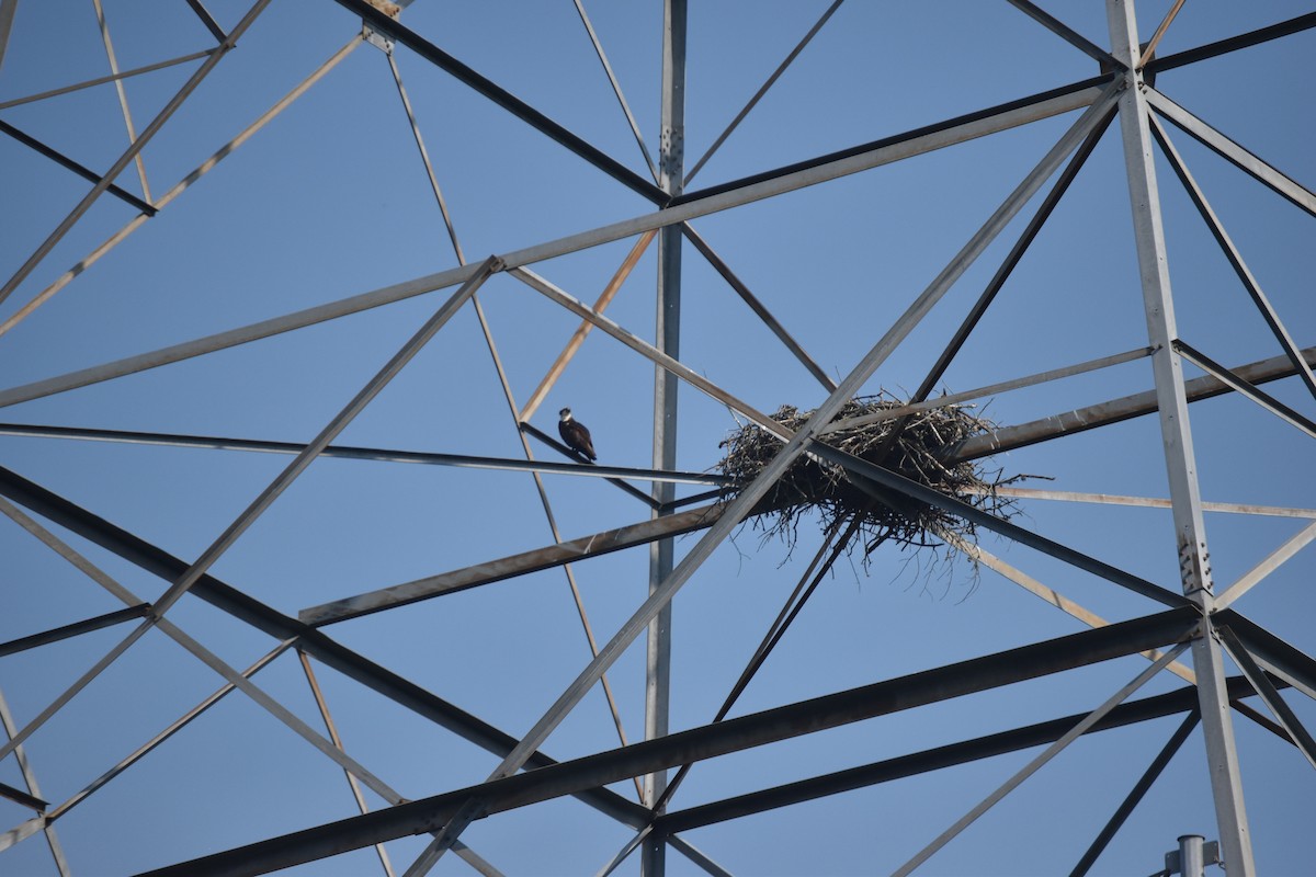 Osprey - ML247975591