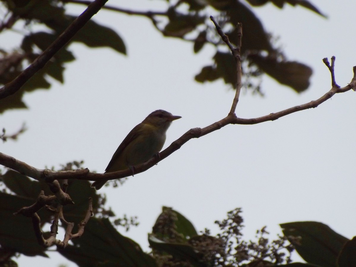 Gelbflankenvireo - ML247977081