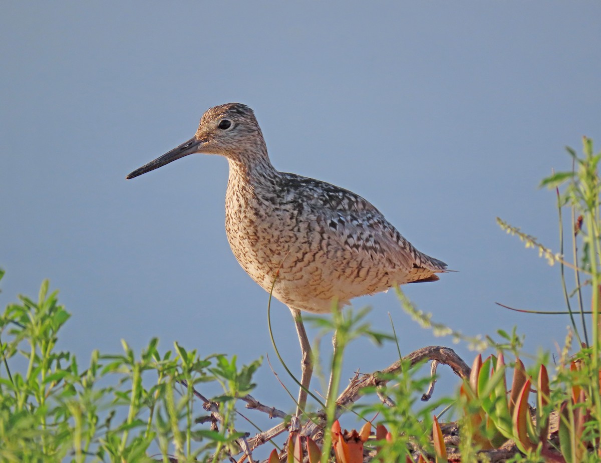 Willet - ML247978251