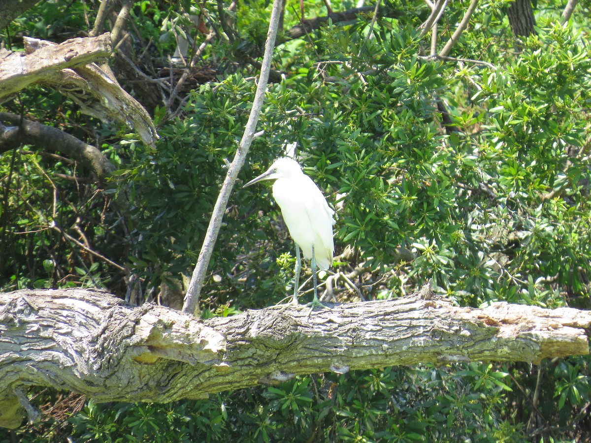 Snowy Egret - ML247978411