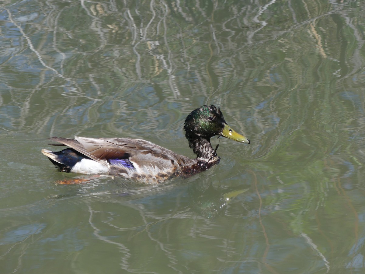 Canard colvert - ML247980441