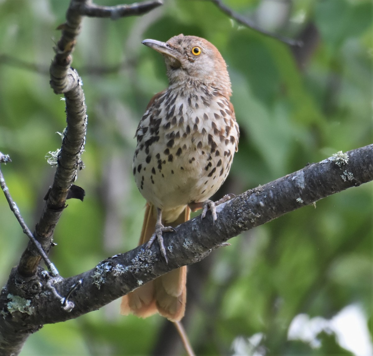 Brown Thrasher - ML247980781