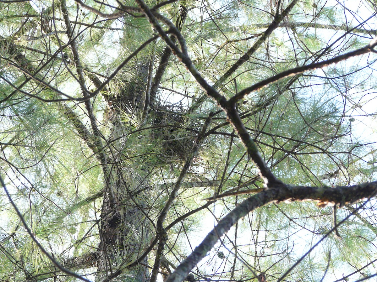 Sharp-shinned Hawk (White-breasted) - ML247981221