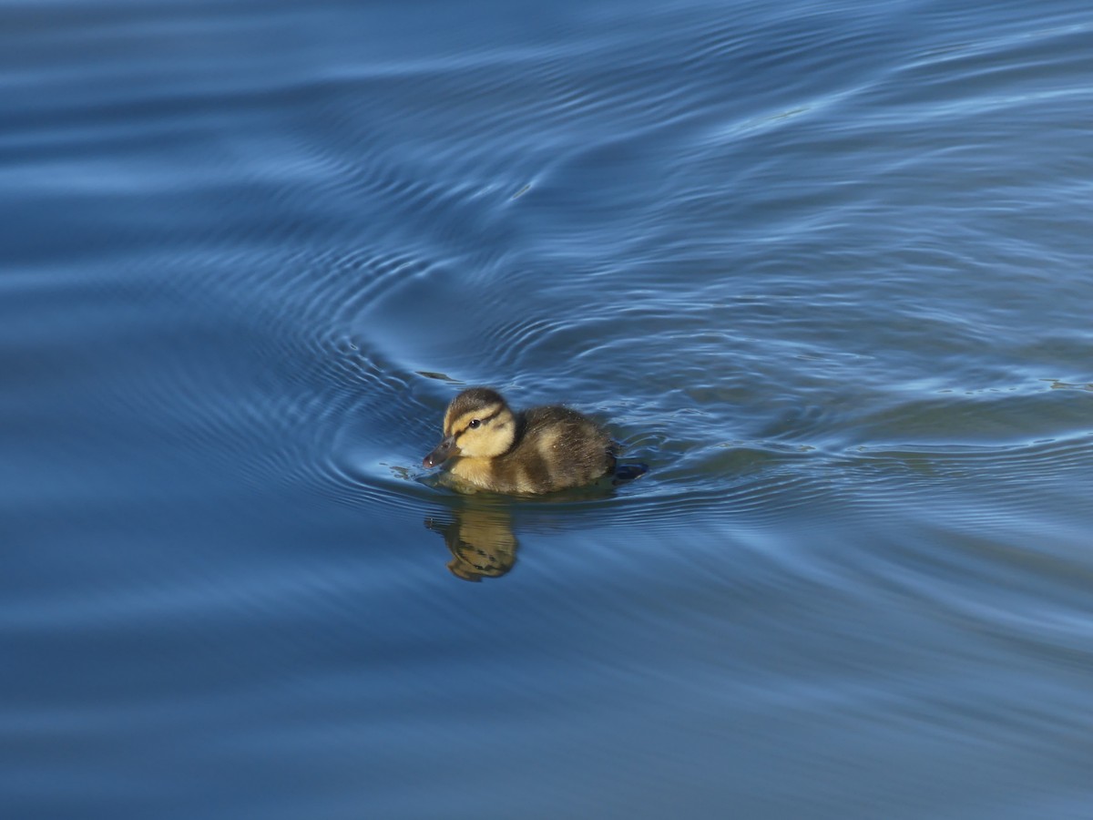 Canard colvert - ML247981261