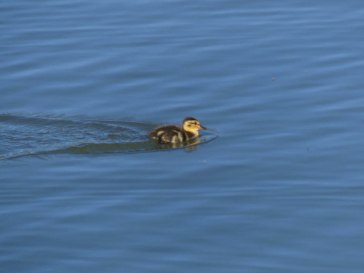 Canard colvert - ML247981351