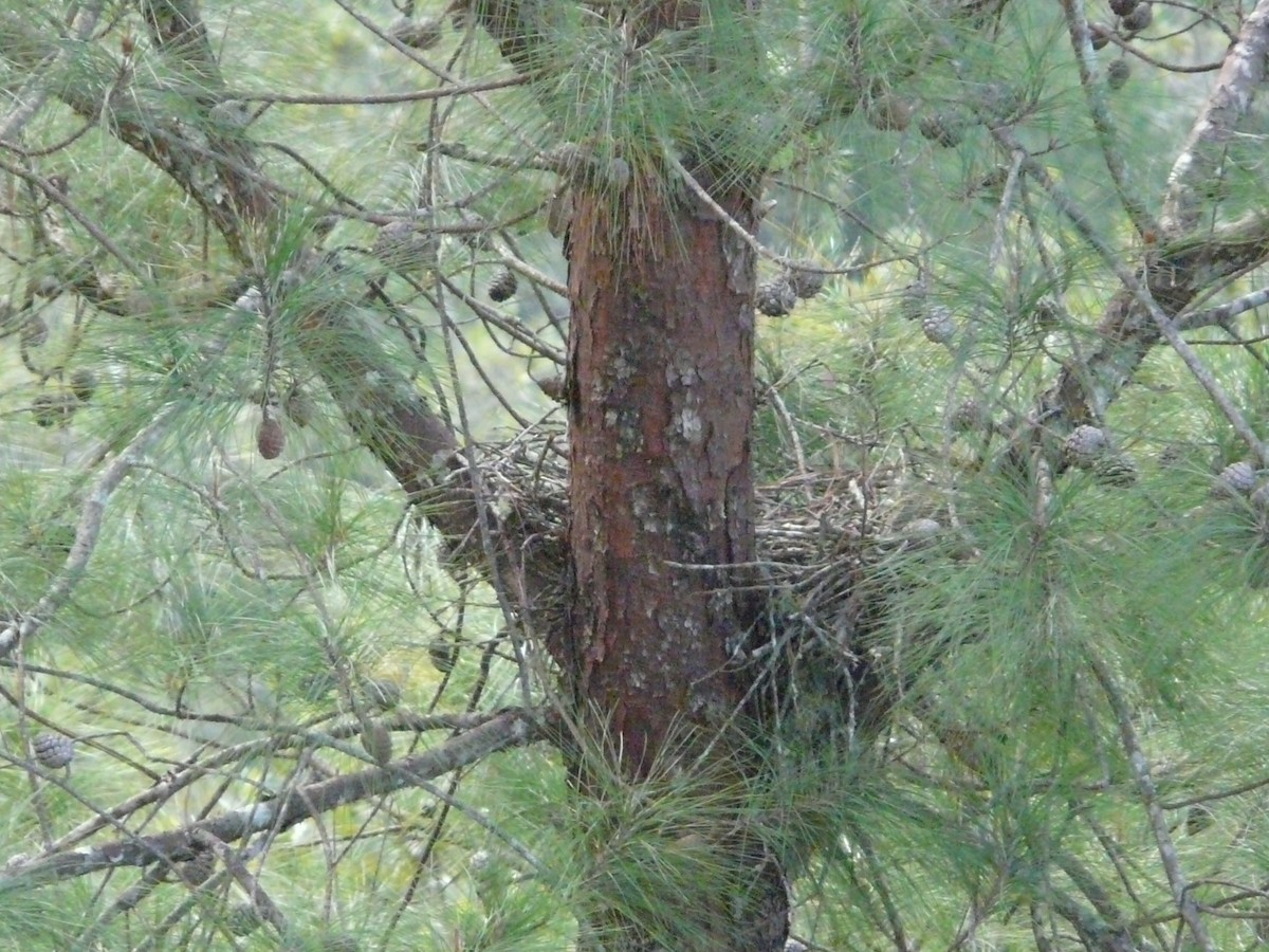 krahujec americký (ssp. chionogaster) - ML247981451