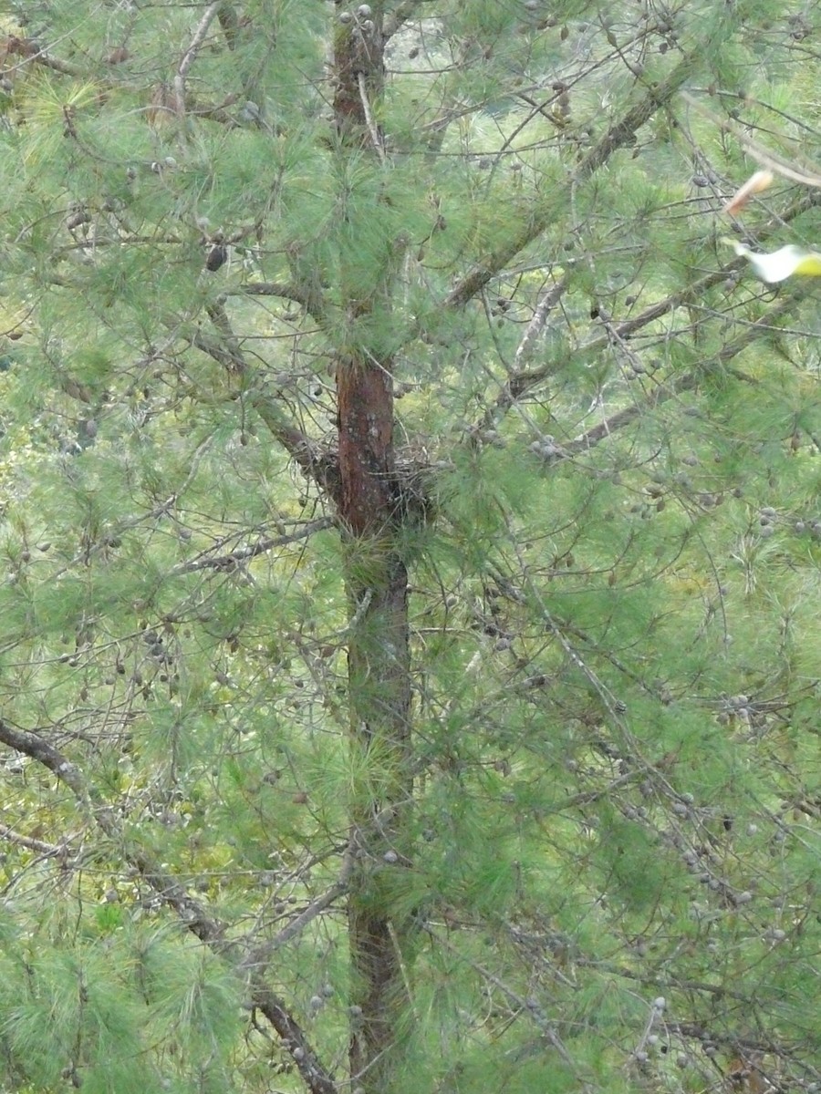 Sharp-shinned Hawk (White-breasted) - ML247981471