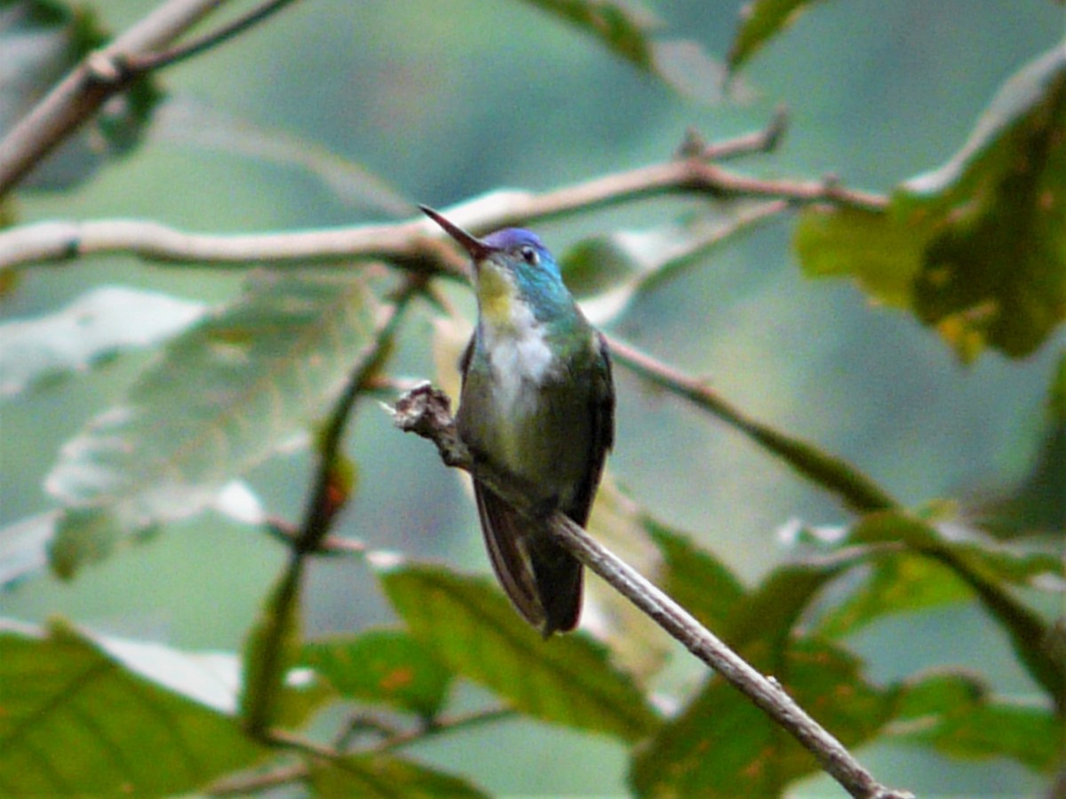 Azure-crowned Hummingbird - ML247981771