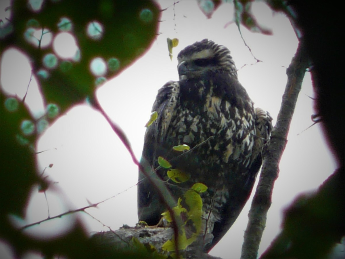 Black Hawk-Eagle - ML247982171
