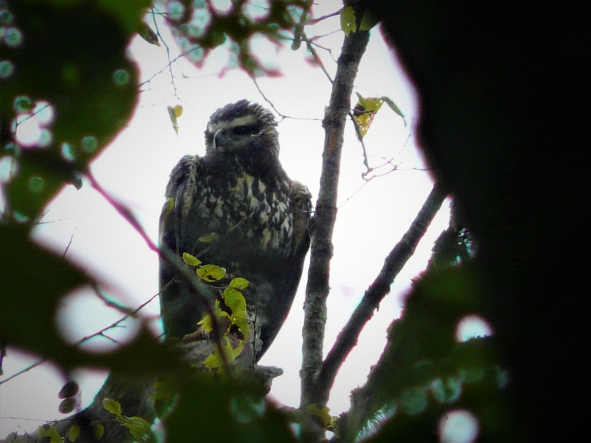 Black Hawk-Eagle - ML247982181