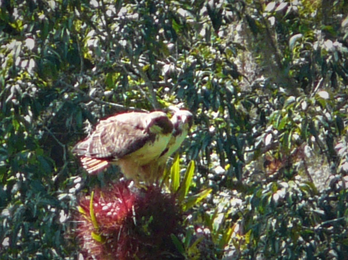 Red-tailed Hawk - ML247982401