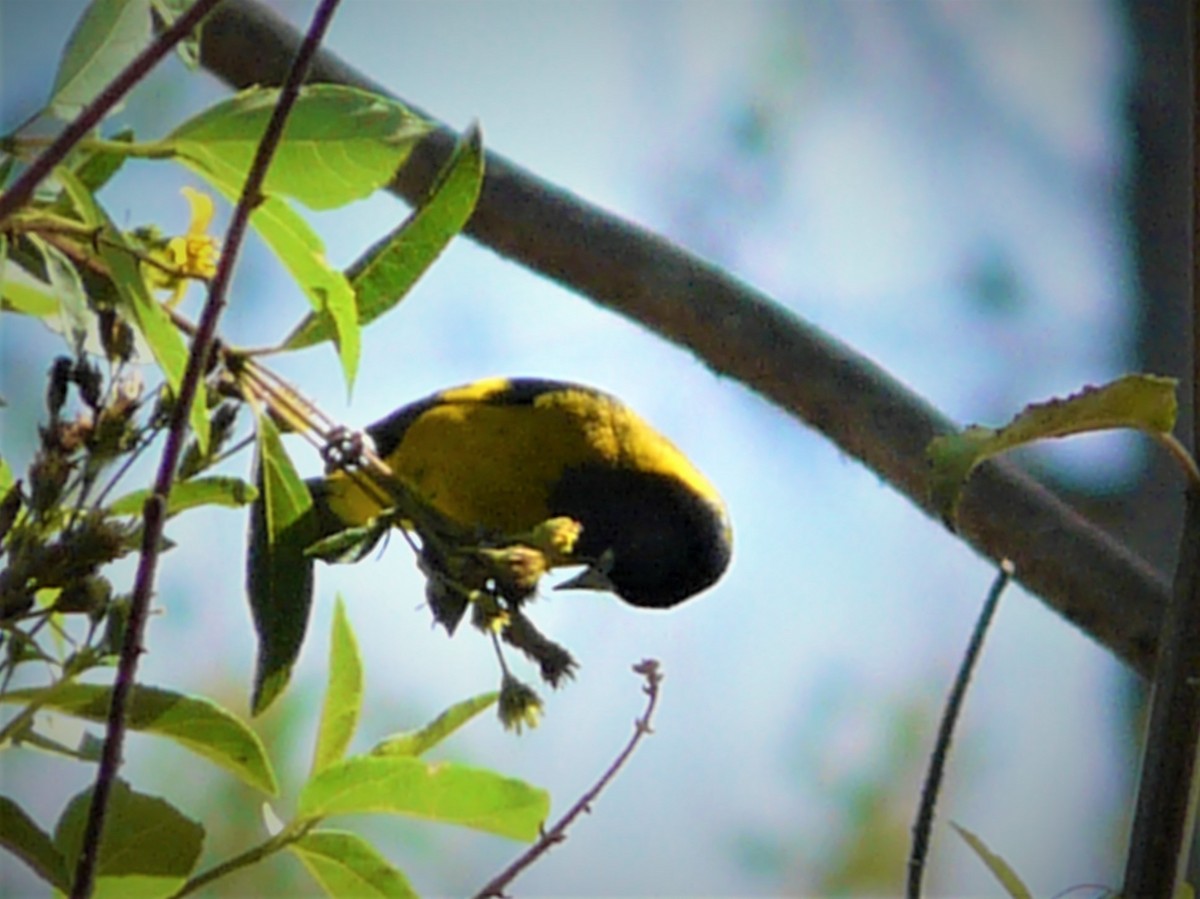 Black-headed Siskin - ML247982911