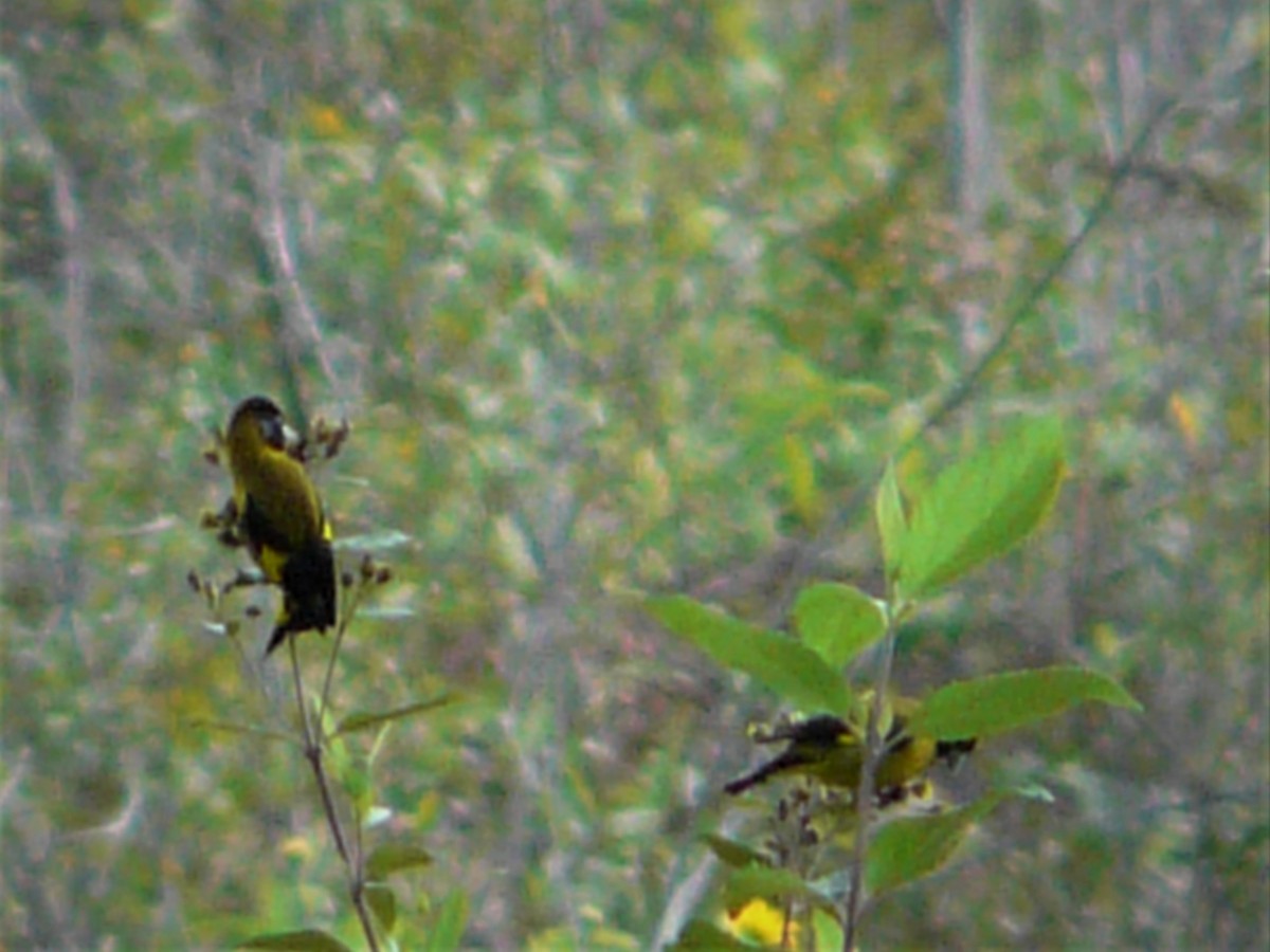 Black-headed Siskin - ML247982921