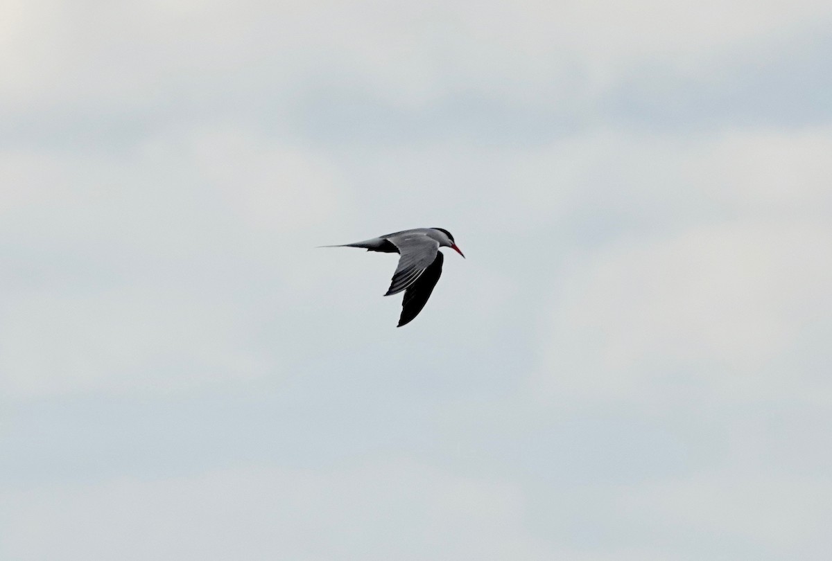 Common Tern - ML247984681