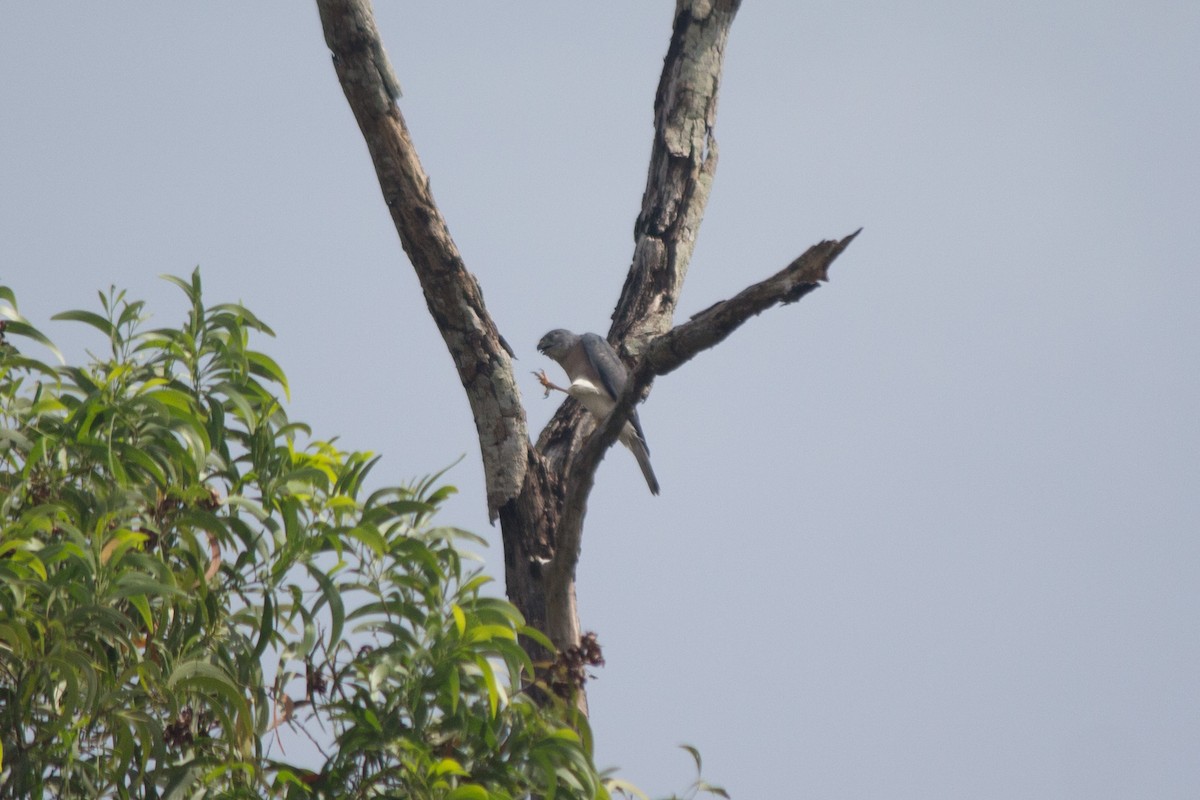 Chinese Sparrowhawk - Milan Sojitra