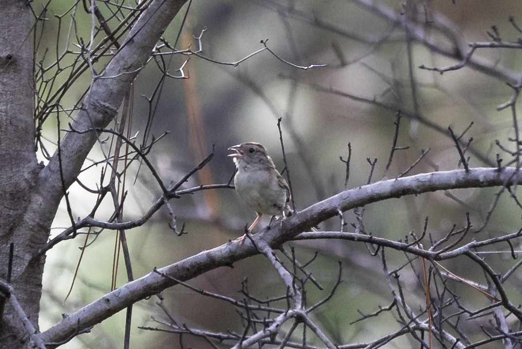 Bachman's Sparrow - ML247985071