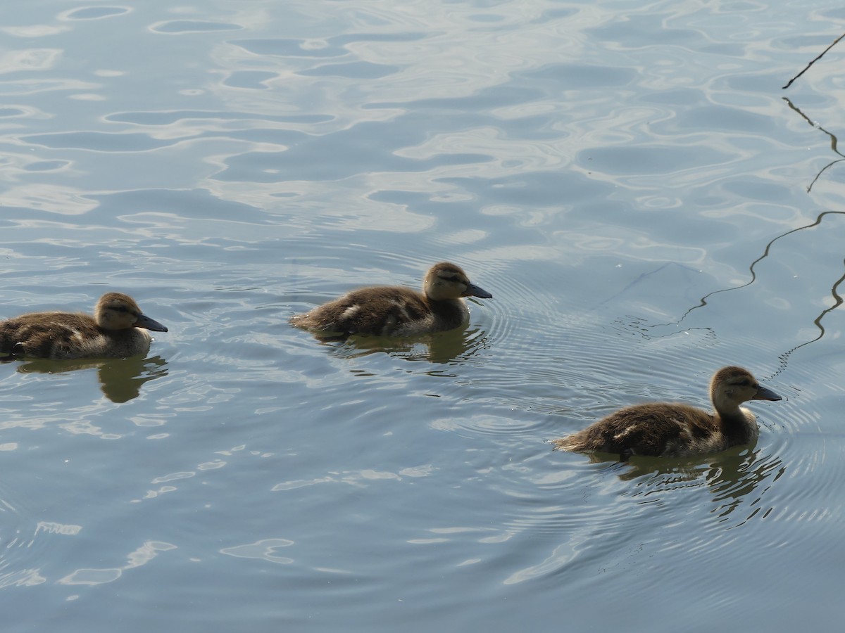 Canard colvert - ML247986461