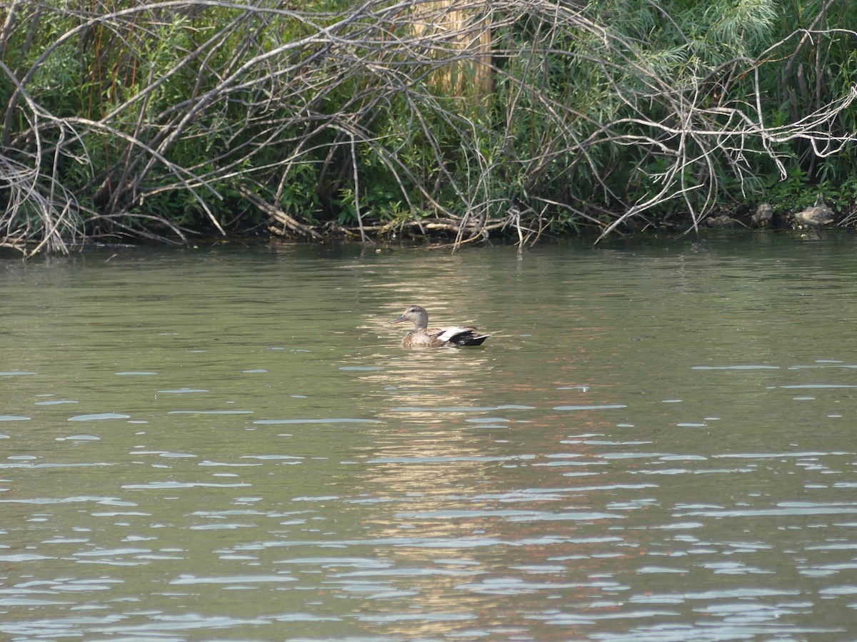 Canard chipeau - ML247986681