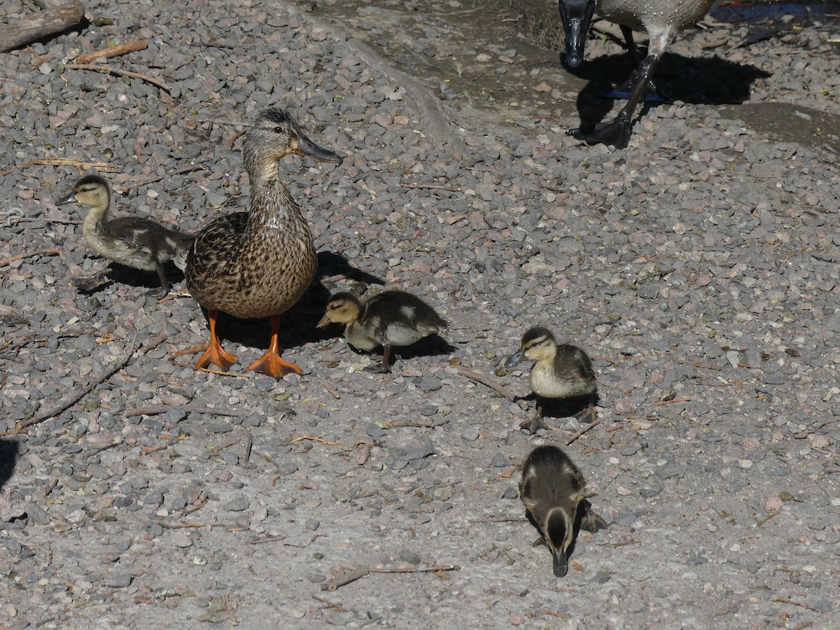 Canard colvert - ML247986741