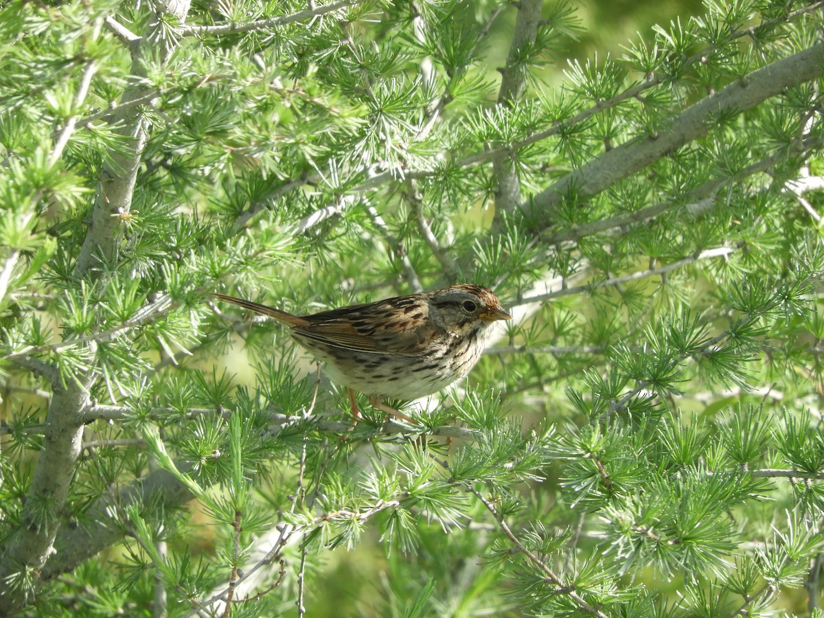 Lincoln's Sparrow - ML247986771