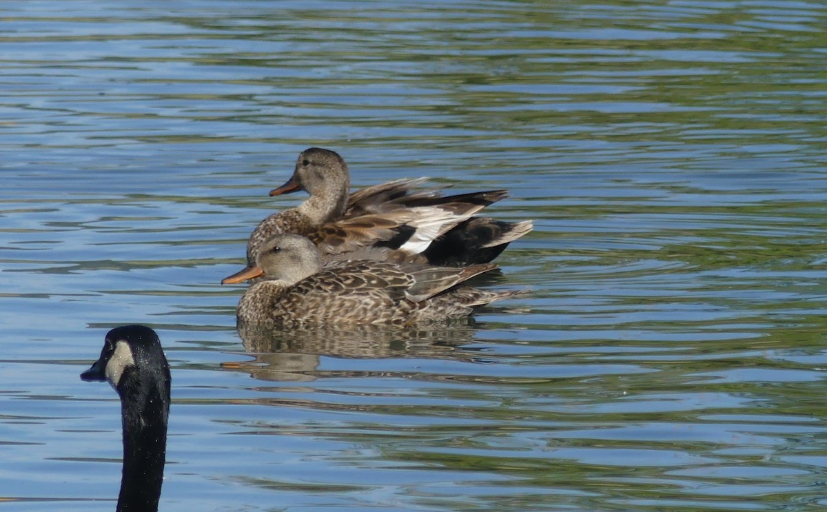 Canard chipeau - ML247986811