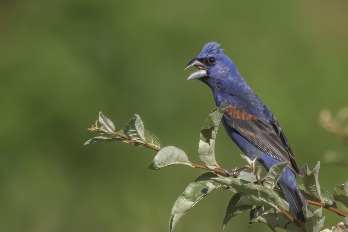 Blue Grosbeak - ML247986991