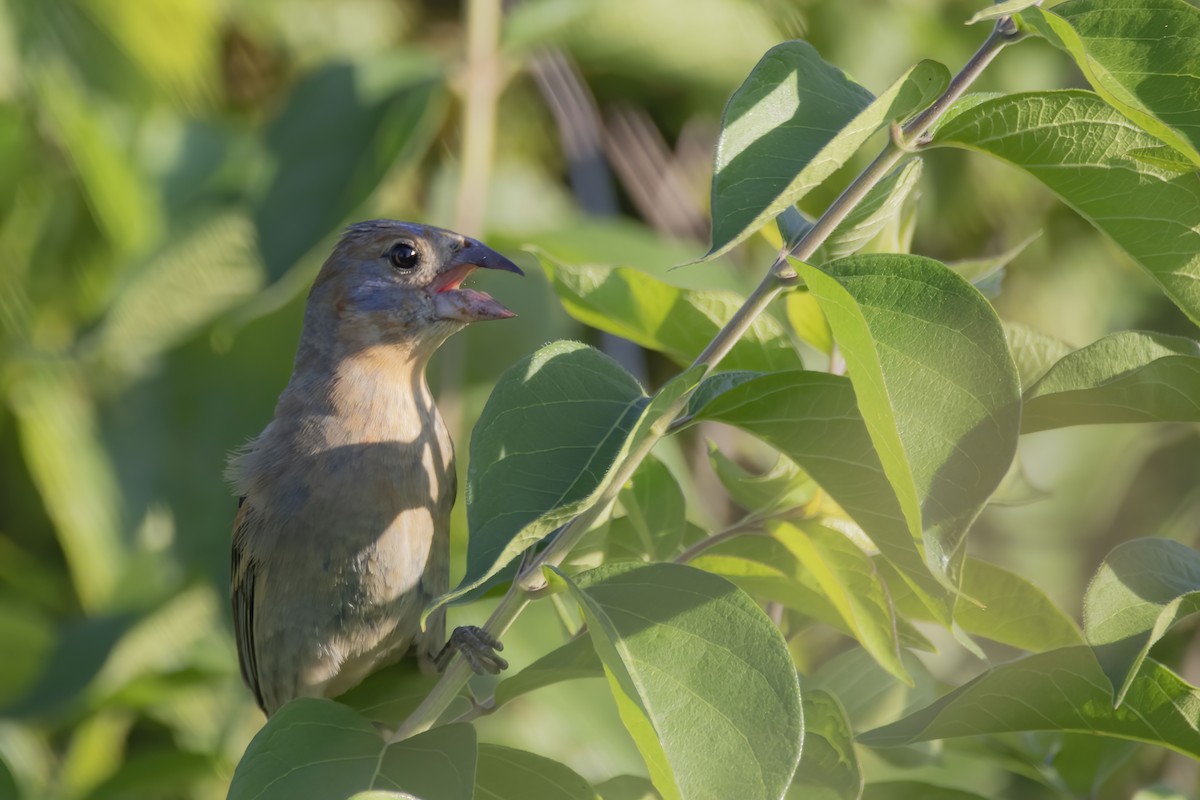 Blue Grosbeak - ML247987011