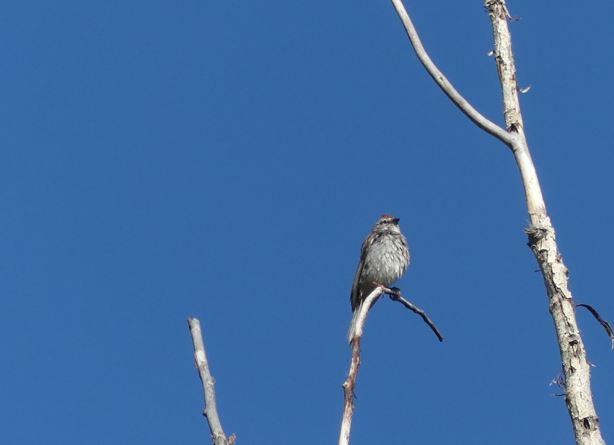 Chipping Sparrow - ML247988781