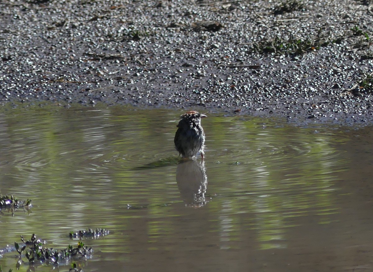 Chipping Sparrow - ML247988791