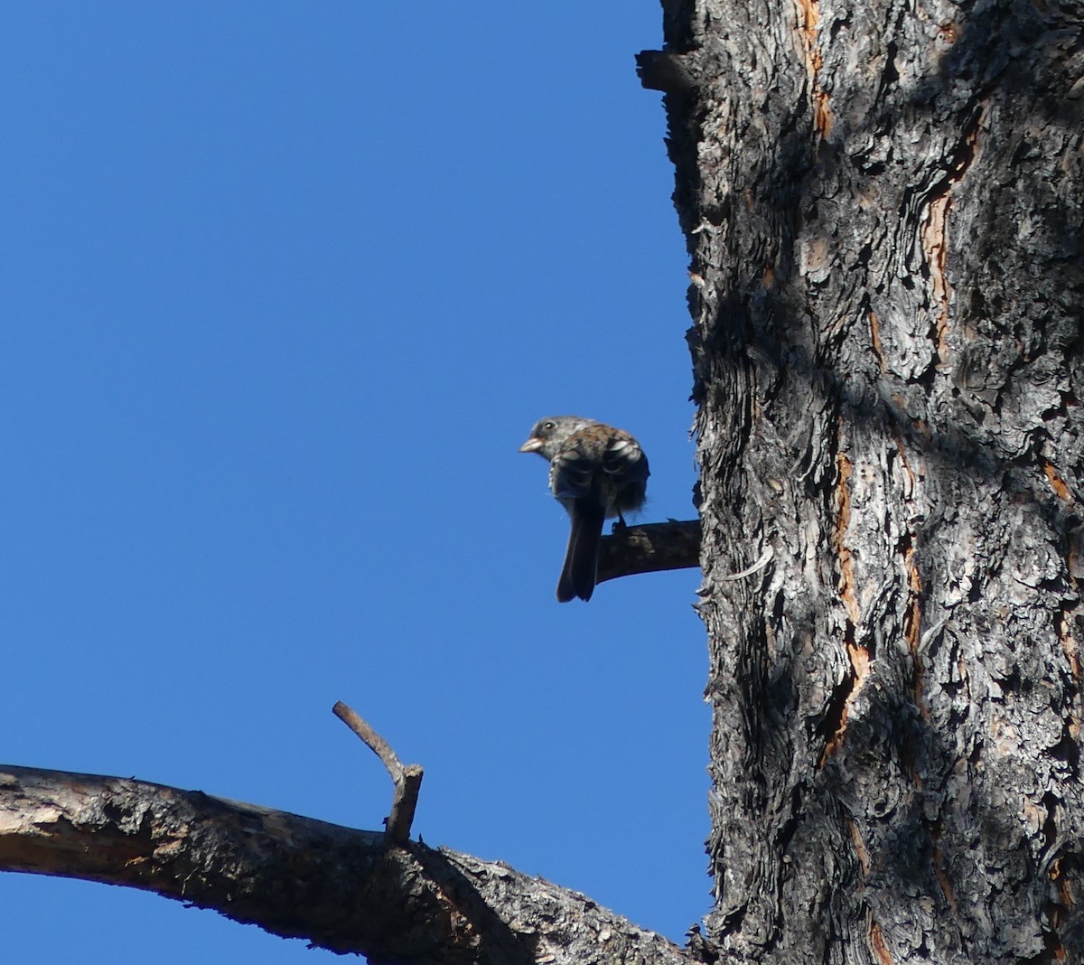 Dark-eyed Junco (Gray-headed) - ML247988821