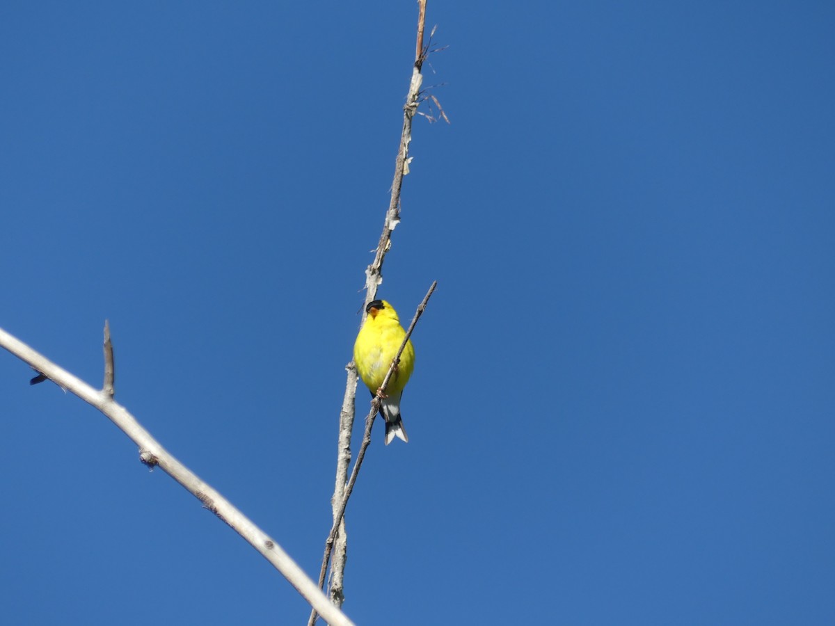 American Goldfinch - ML247988831
