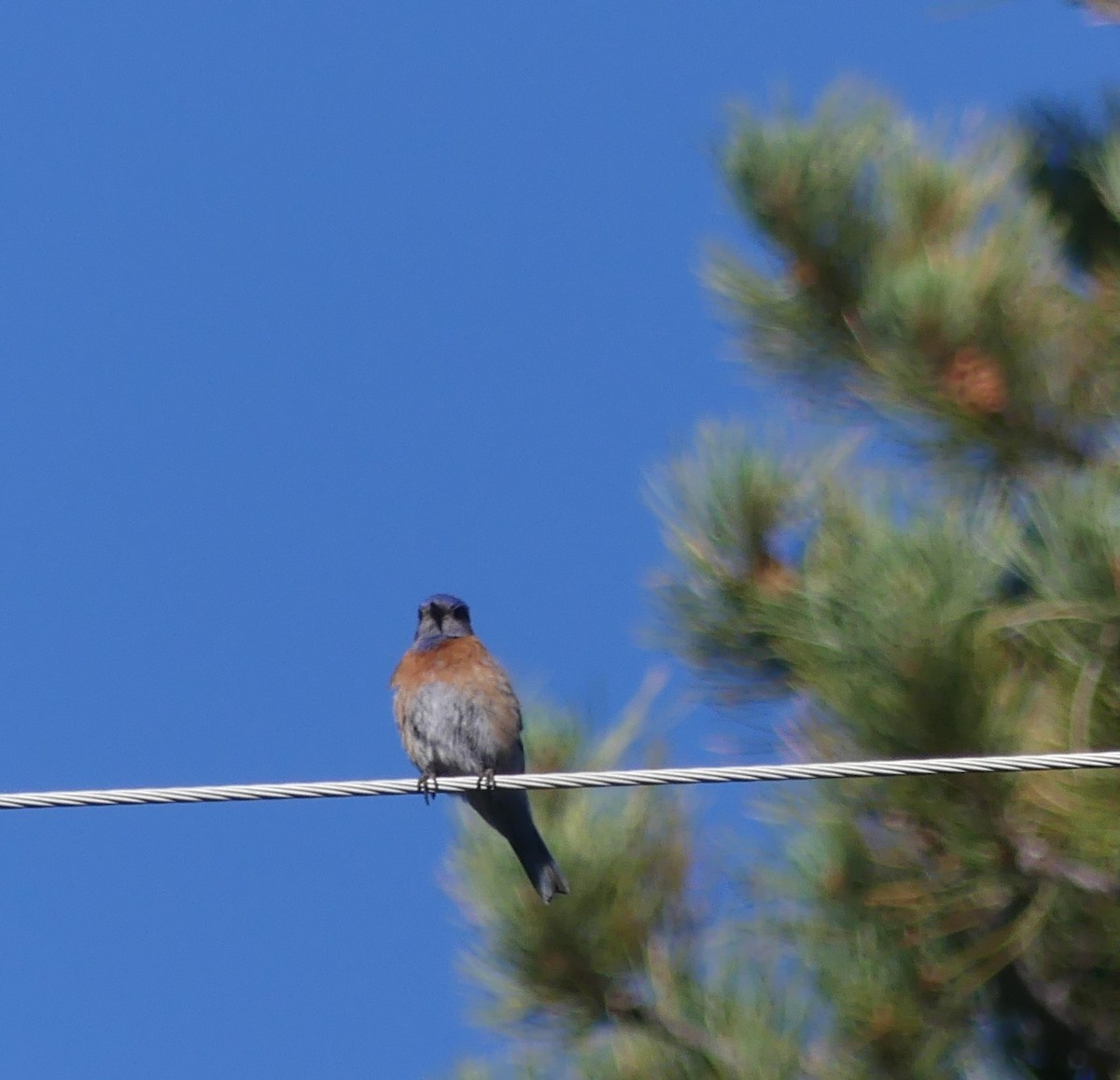Western Bluebird - ML247988841