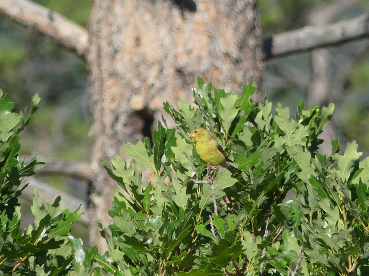 American Goldfinch - ML247988961