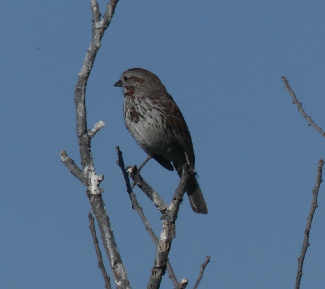 Song Sparrow - ML247989031