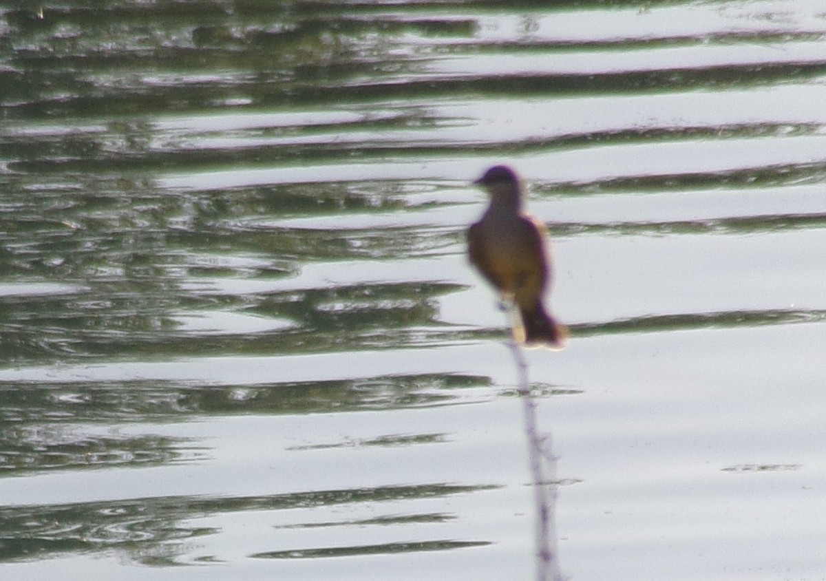 Western Kingbird - ML247991151