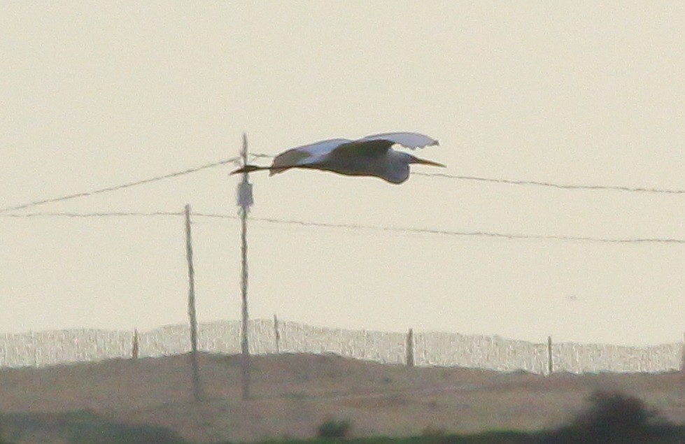 לבנית גדולה - ML24799611