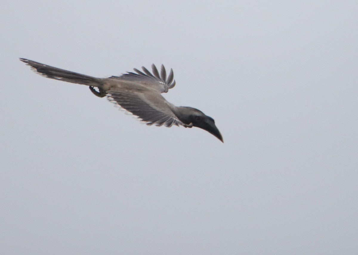 Indian Gray Hornbill - Siva Kumar