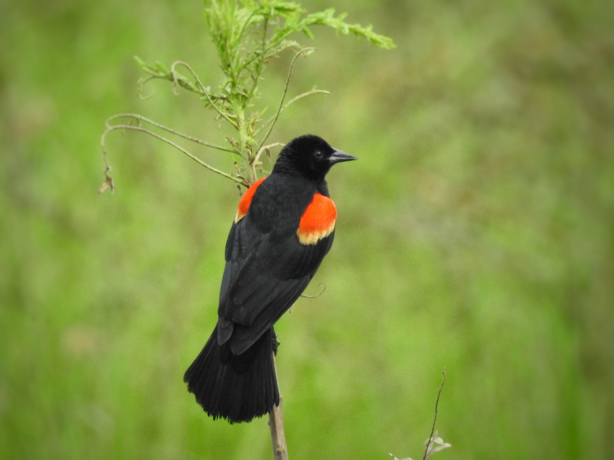Red-winged Blackbird - ML247996921