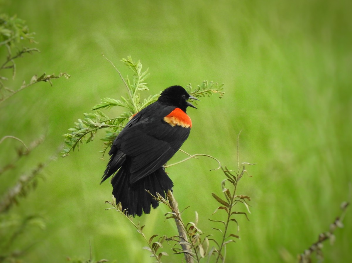 Red-winged Blackbird - ML247996961