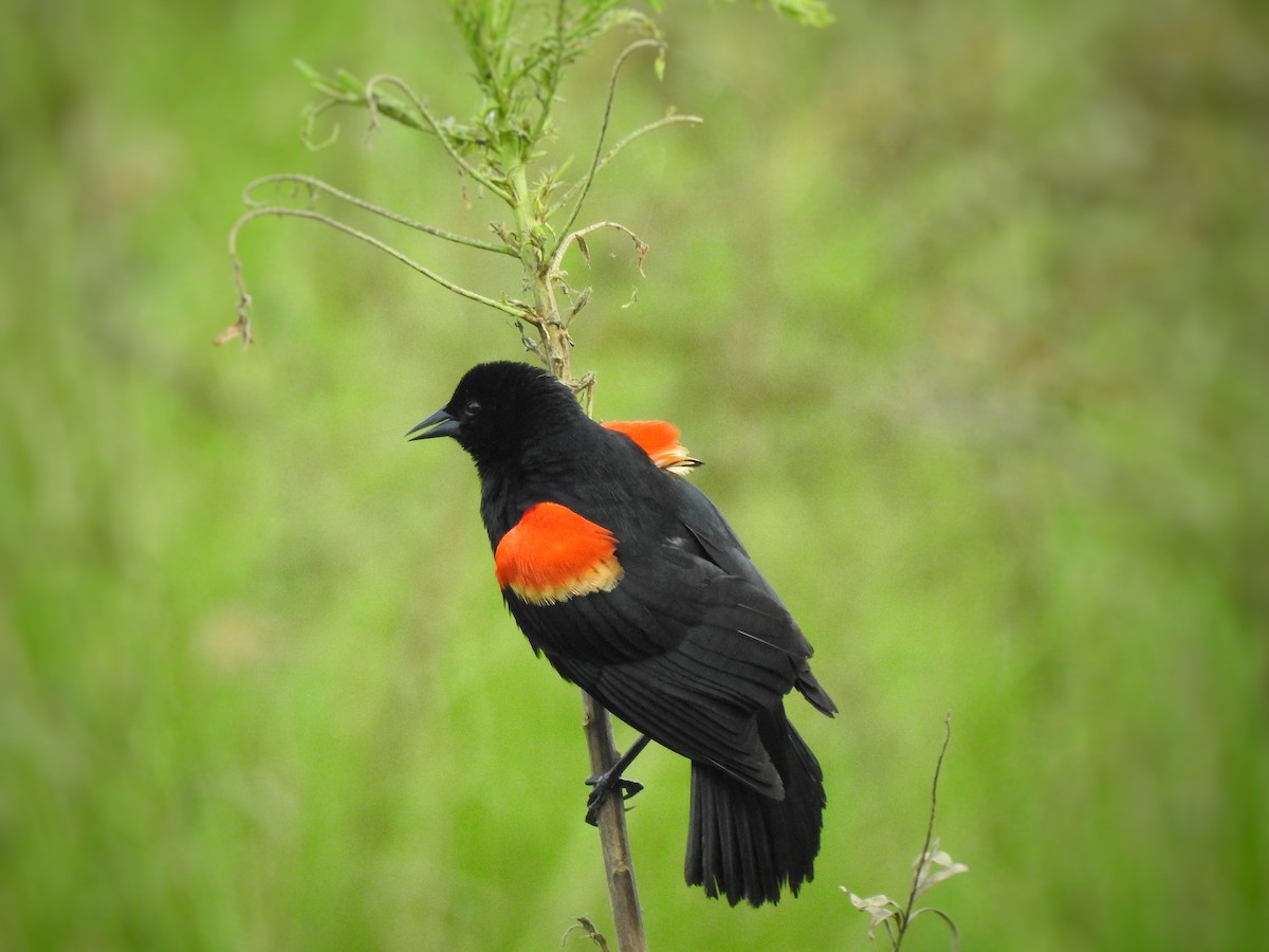 Red-winged Blackbird - ML247997001