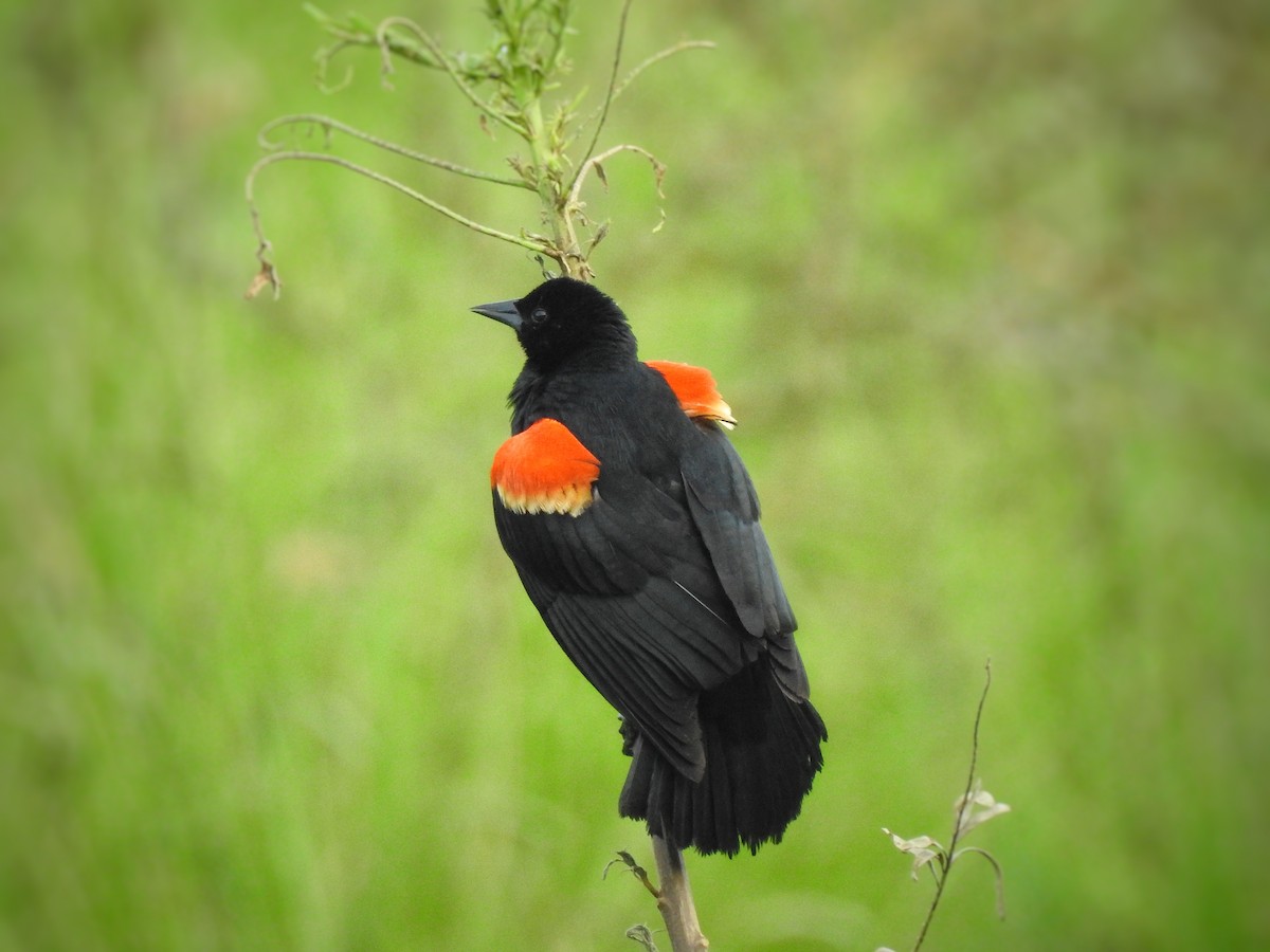 Red-winged Blackbird - ML247997061