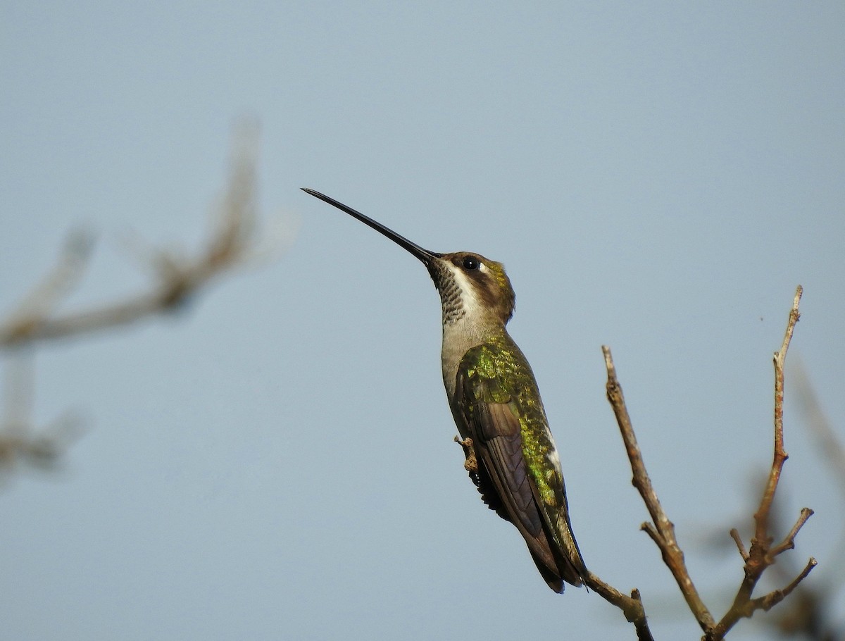 Plain-capped Starthroat - Anonymous