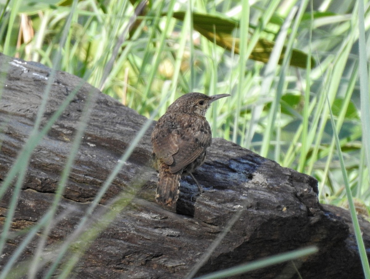 Rock Wren - ML247998071