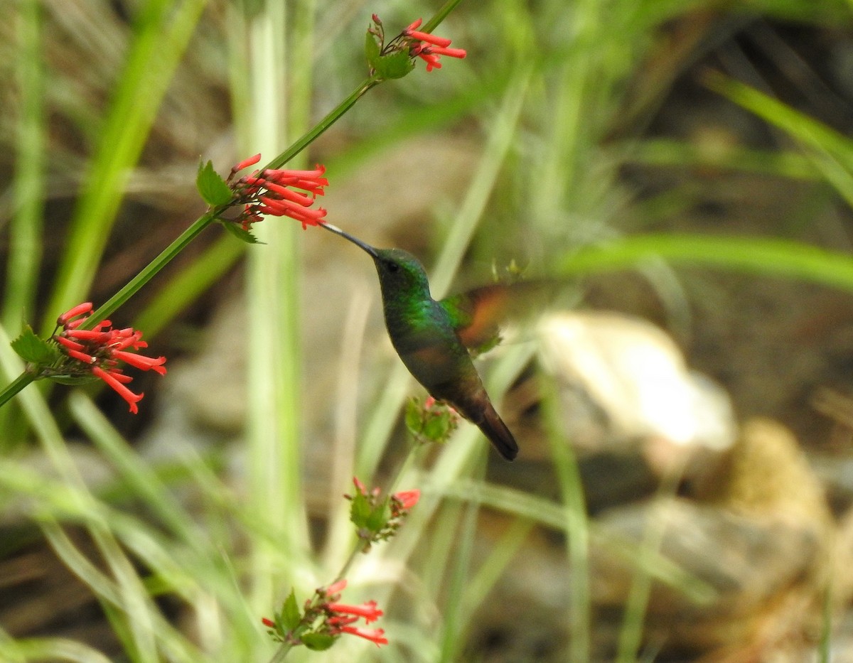 kolibřík mexický - ML247999721