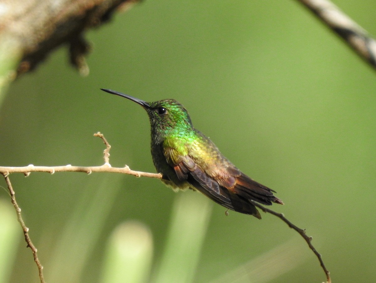 kolibřík mexický - ML247999781