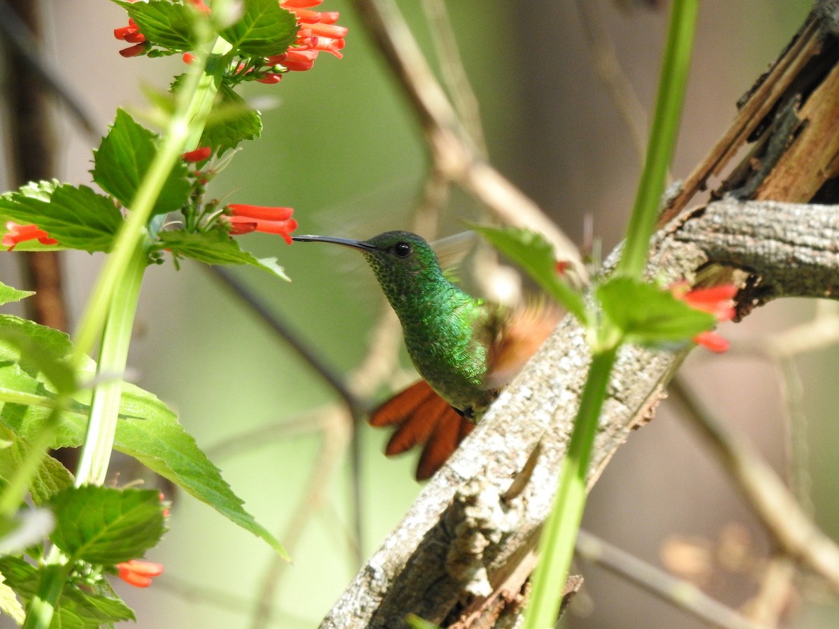 kolibřík mexický - ML247999851