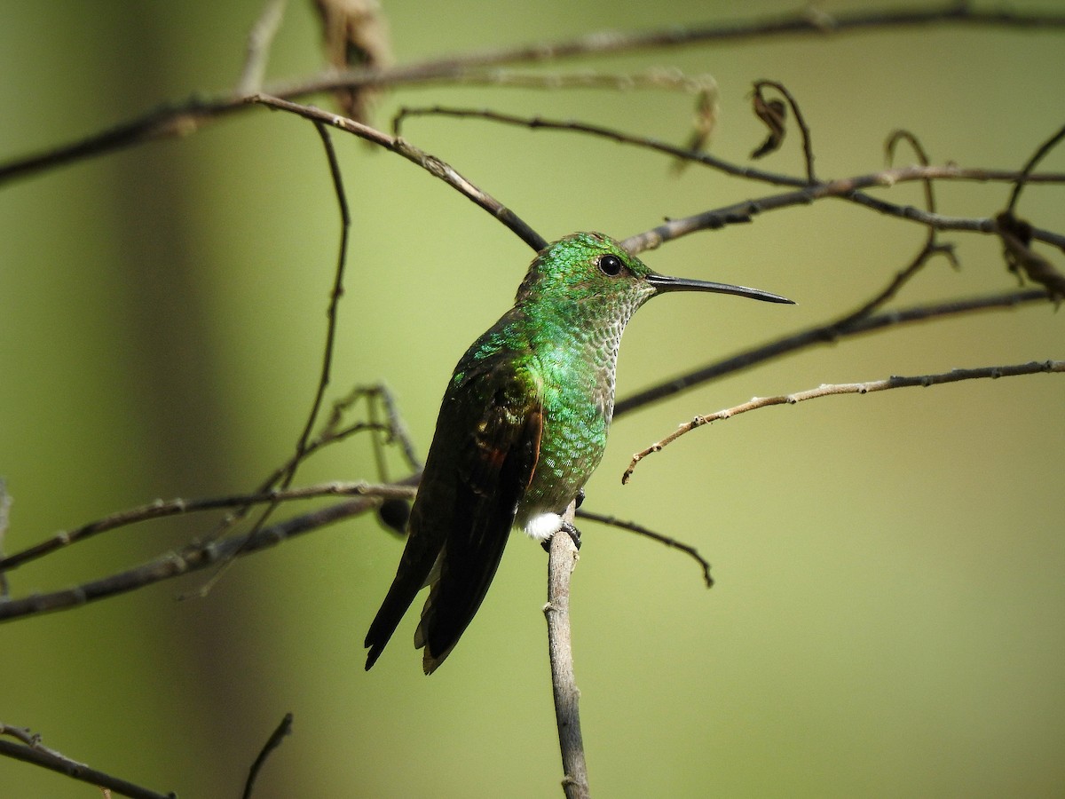 kolibřík mexický - ML247999941