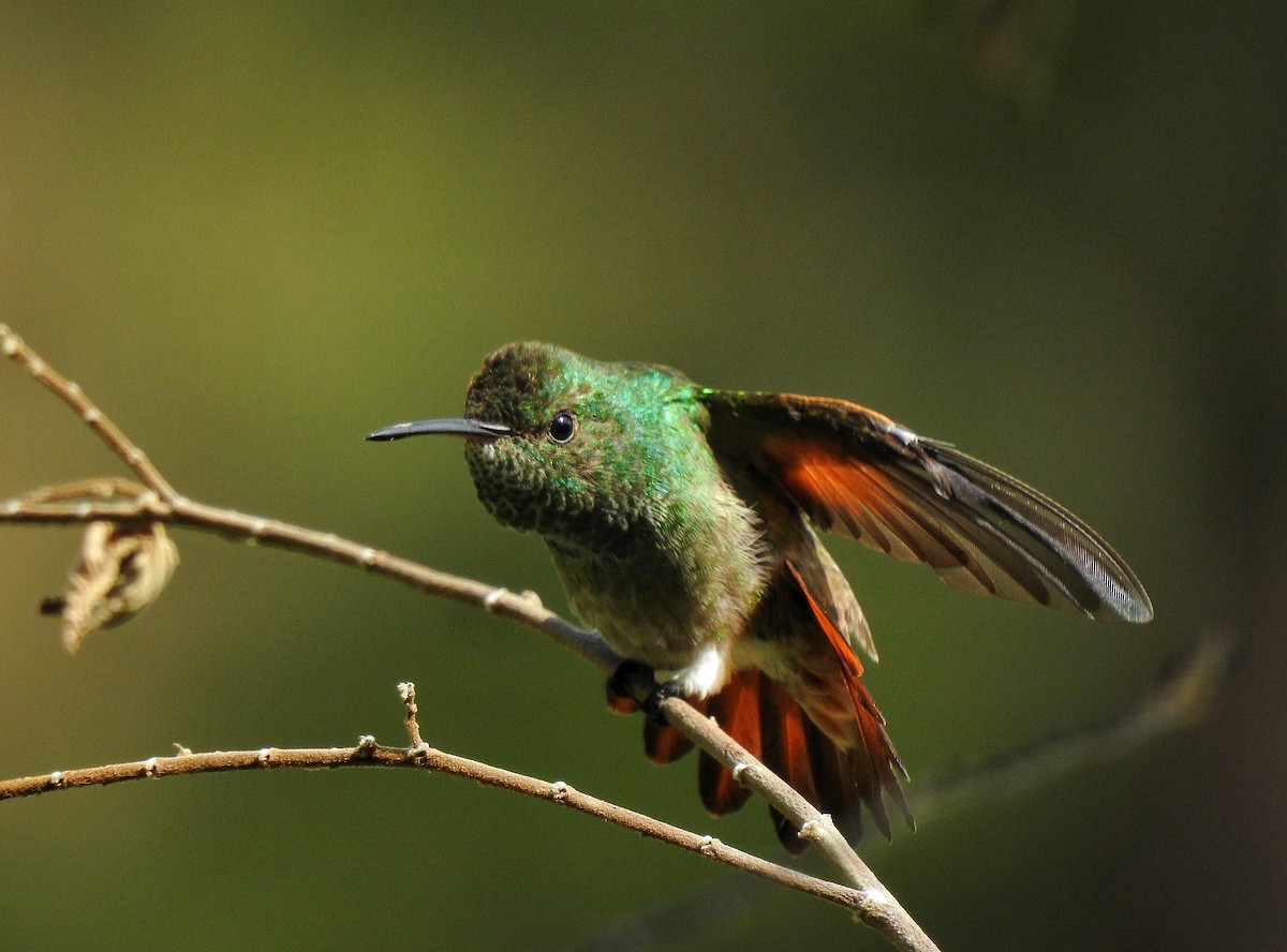 kolibřík mexický - ML247999951